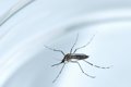 Un ciudadano de Virginia que viajó fuera de EEUU da positivo en la prueba del virus zika