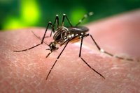 Un residente en Dinamarca da positivo por el virus zika