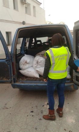 Desarticulada organización hurto de aceituna