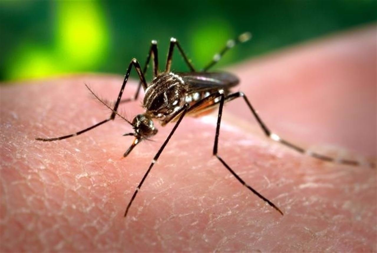 Registran el primer caso del virus Zika en Europa