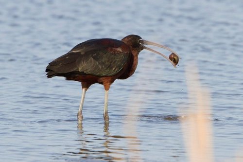 Morito común come caracol manzana