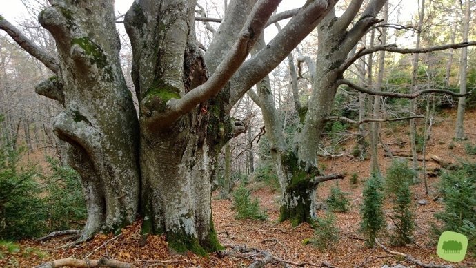  Compensanatura, Promovida Por Acciónatura