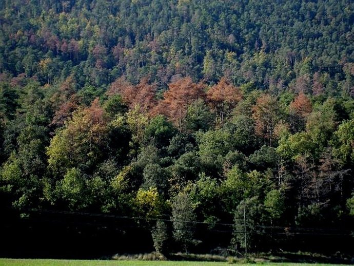 La Sequera Als Boscos Catalans Ja Es Pot Predir