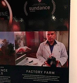 Cartel del cortometraje Factory Farm