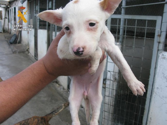 Perros abandonados en el río Yeltes (Salamanca).