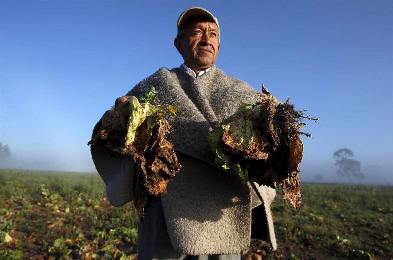 Farmer Carlos Lopez shows lettuce crops damaged by the lack of rain during the E