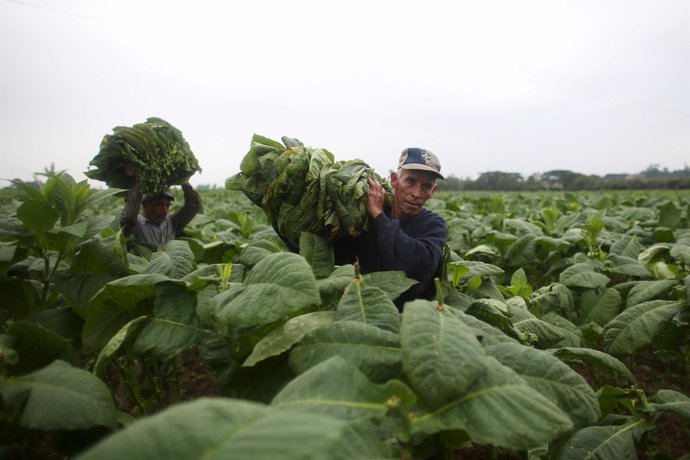 Farmers Andre Alvares, 60, and Javier Sancho, 47, load a cart with fresh tobacco