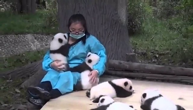 Cuidadora de osos panda trabajando