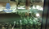 Cinco detenidos en Granada con una plantación 'indoor' de 200 plantas de marihuana