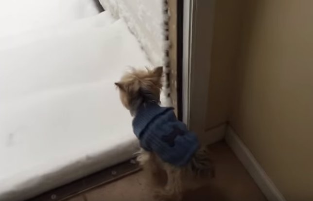 Perro conoce por primera vez la nieve