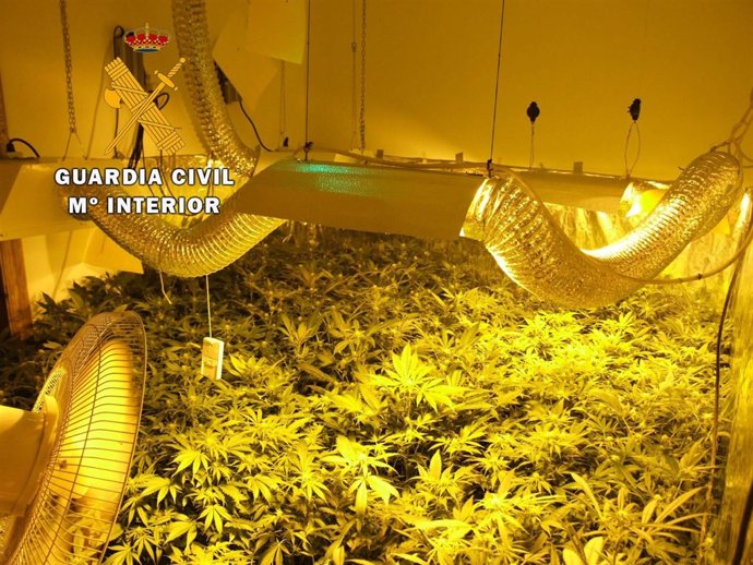 Plantación de marihuana indoor
