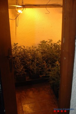 Plantas de marihuana en una vivienda de Begur (Girona)