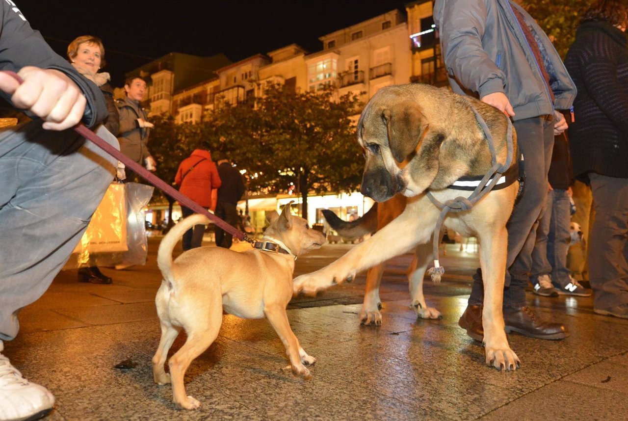 Perros participando en el taller