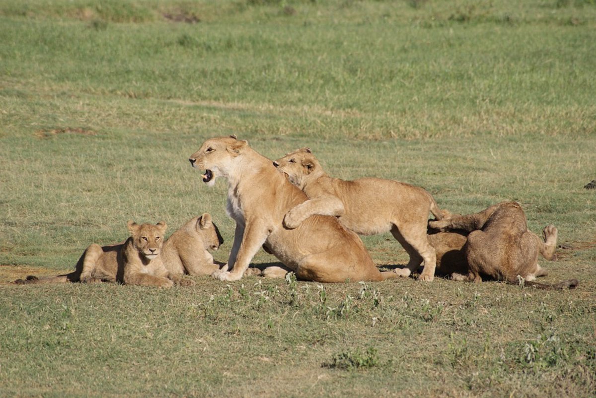 Animales en peligro de extinción: el león