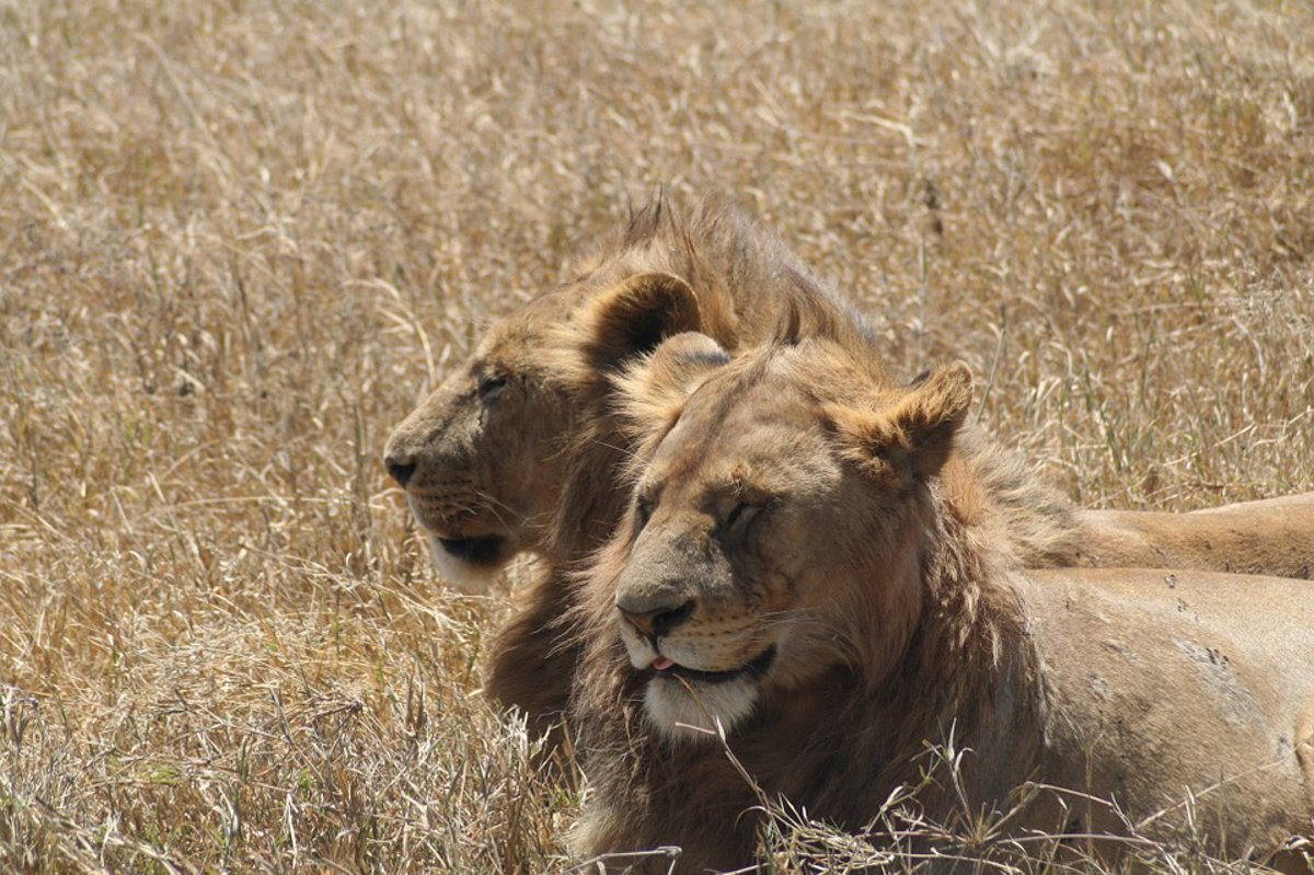Animales en peligro de extinción: el león