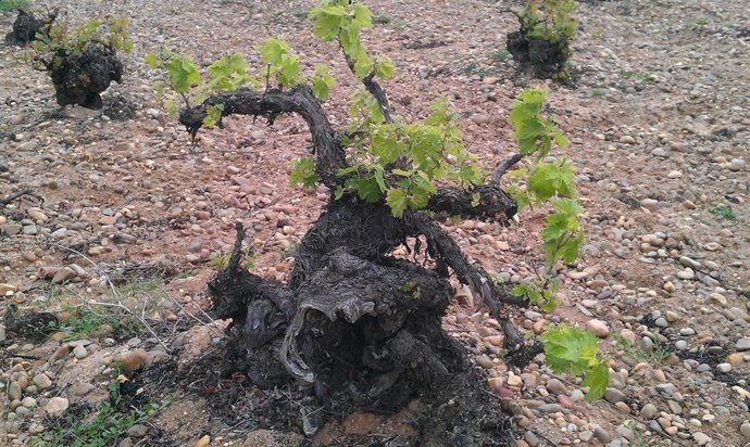 Imagen De Una Cepa Del Viñedo Viejo De Bodega Javier Sanz