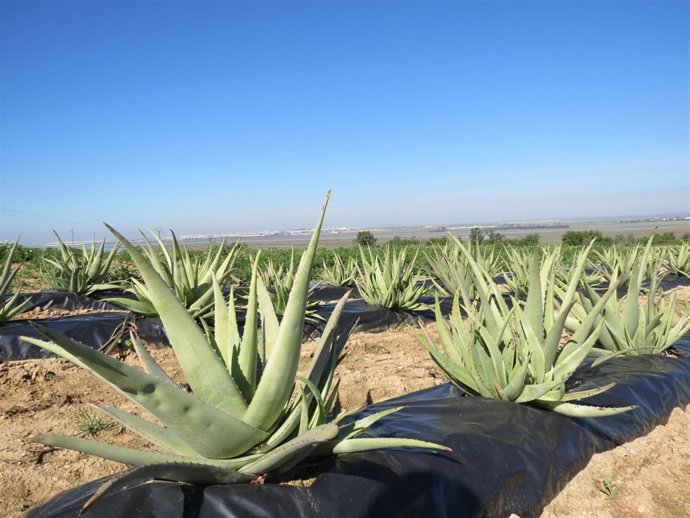 Plantación de aloe vera en Moguer. 