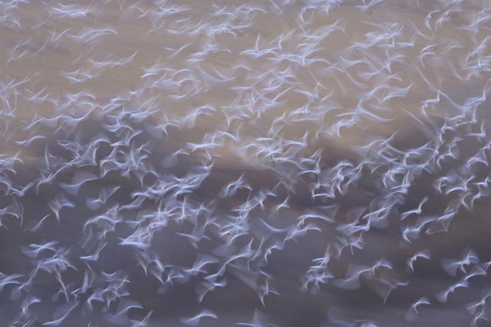 "Bueyeras Al Amanecer", Una De Las Ganadoras En FIO 2014