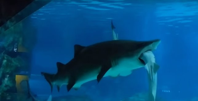 Tiburón se come a otro en un acuario de Seúl, Corea del Sur