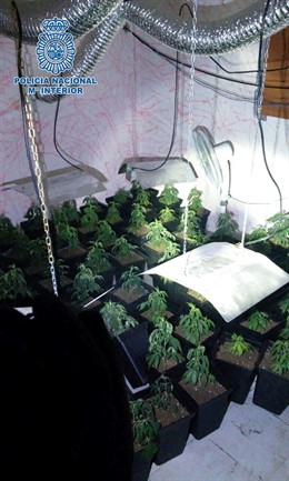 Plantación de marihuana intervenida en Almería