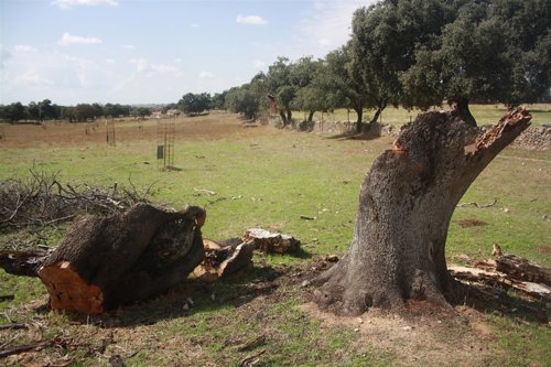 Dehesa con árbol muerto