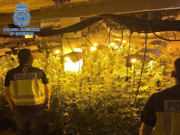 Marihuana intervenida en Motril