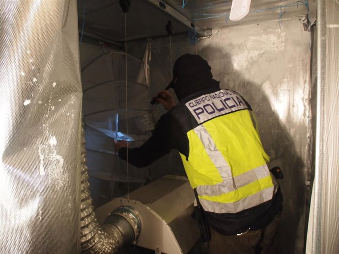 Laboratorio de marihuana desmantelado por la policía. 