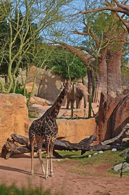 Bioparc cumple ocho años en Valencia