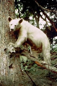 Las autoridades canadienses declaran espacio protegido la mayor parte del Bosque del Gran Oso