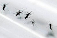 EEUU añade cuatro países más a su alerta de viaje por el zika