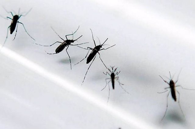 Minsalud confirma nueve casos del virus Zika en Colombia
