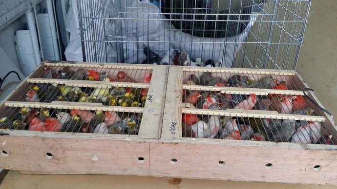 Aves intervenidas en el puerto de Tarifa 