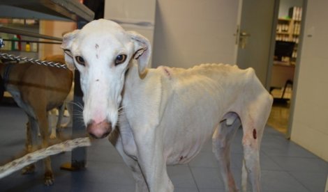 Cooperación y Desarrollo