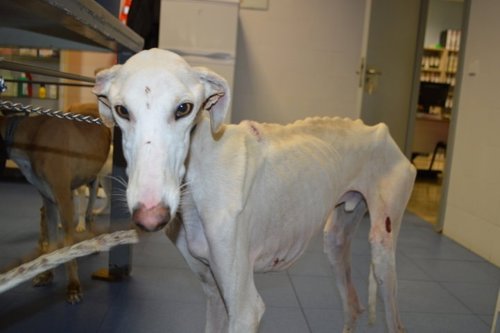 Uno de los perros rescatados por la Asociación Galgos Sur