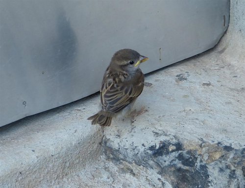 Gorrión