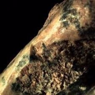 Marcas de corte en un hueso de tortuga de la Cueva Qesem