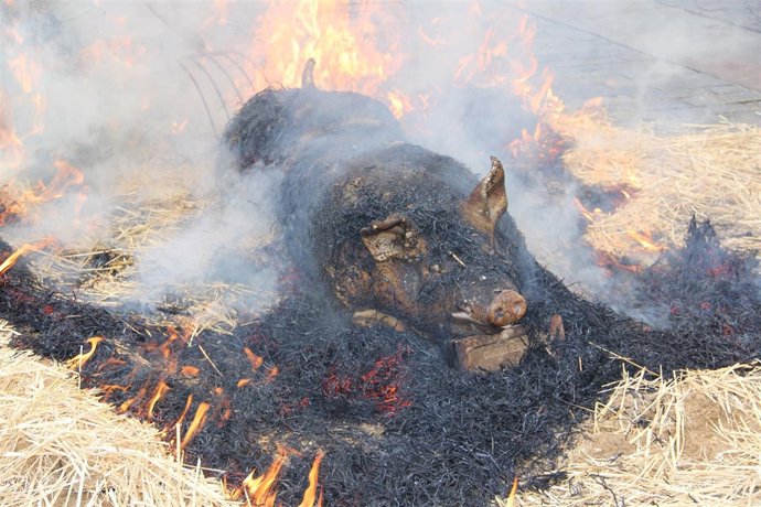 Matanza del cerdo en Palencia con motivo de su festividad
