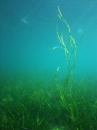Zostera