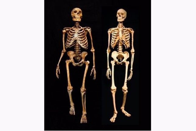 Esqueletos de neandertal y humano moderno