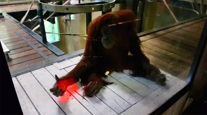 Orangutan Kinect