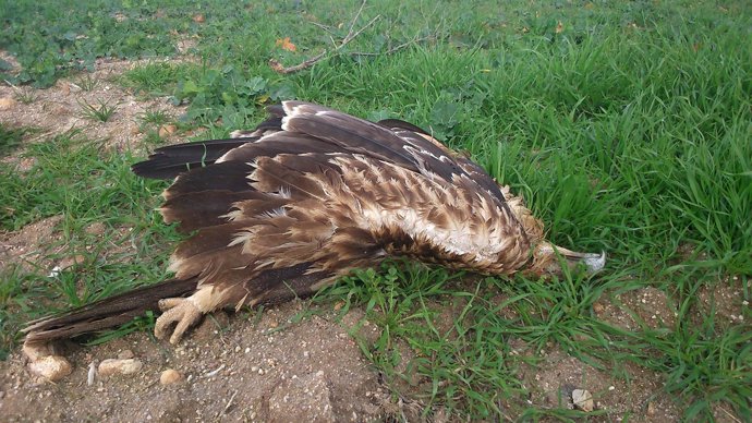 Ejemplar de águila imperial hallada muerta