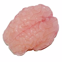 Modelo en gel de un cerebro fetal después de haber sido sumergido en disolvente
