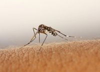 La OMS aconseja eliminar los criaderos de mosquitos 'Aedes' en Europa para evitar el Zika
