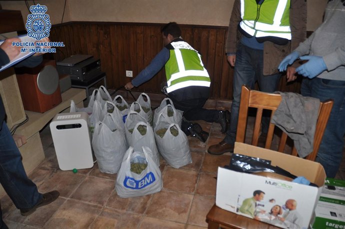 Desmantelada plantación de marihuana