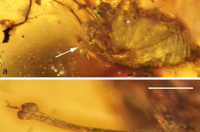 Detalle del pene extendido de la araña