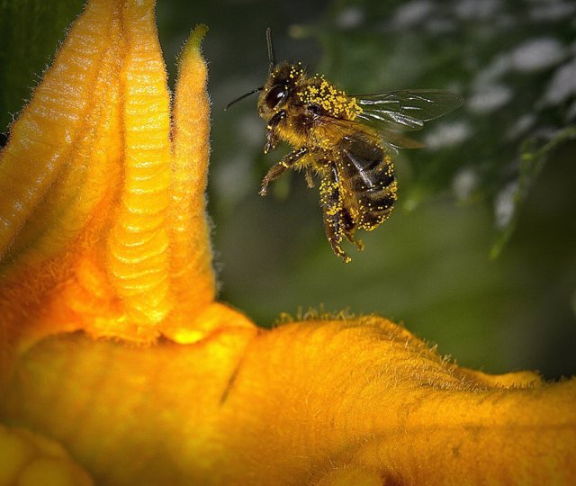 Polinización, una abeja recolectando polen de la flor de un calabacín