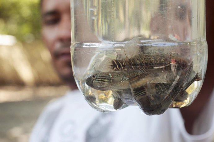 Sambo fishes are seen in a bottle before being distributed for a mosquito contro