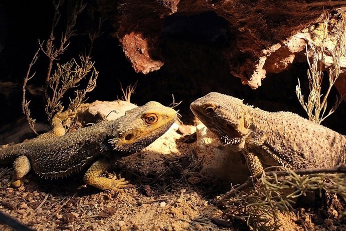 NP San Valentín En Faunia