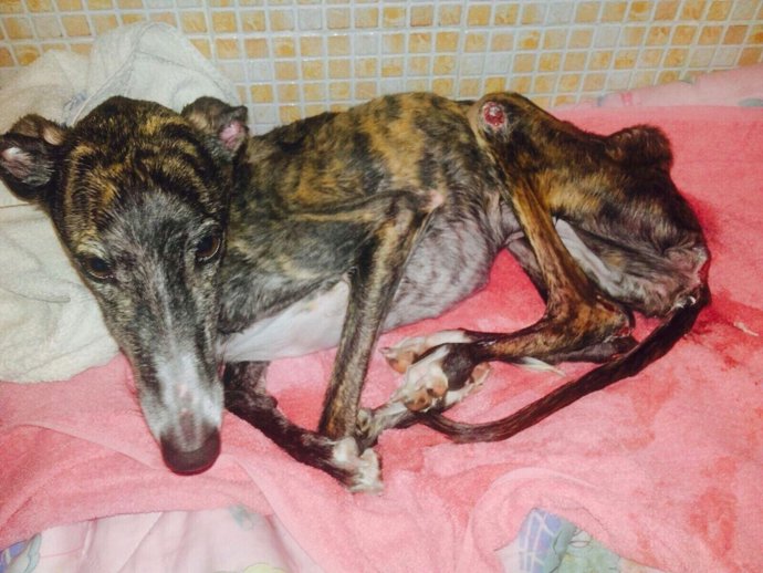 Imagen de un galgo en mal estado