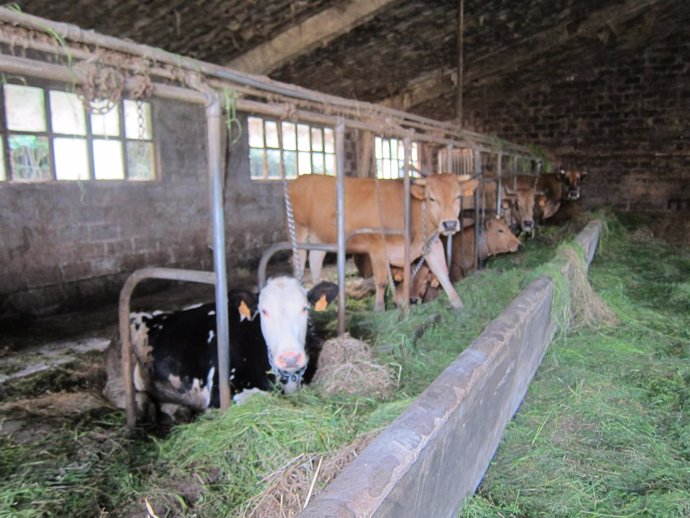 Vacas, rural.